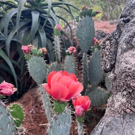 Ada Capra 酒店 马尔马里斯