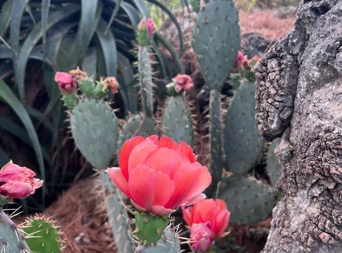 Ada Capra Hotel Marmaris