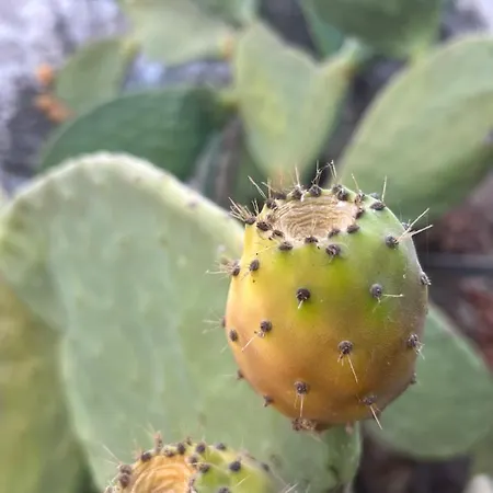 ホテル Ada Capra マルマリス