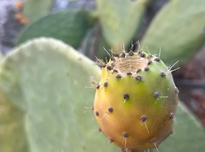 فندق Ada Capra مرمريس